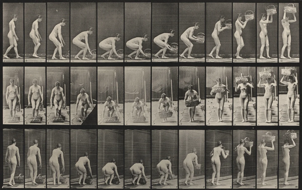 Plate Number 221. Stooping and lifting a 12-lb. basket to head by Eadweard Muybridge, photograph, 1887