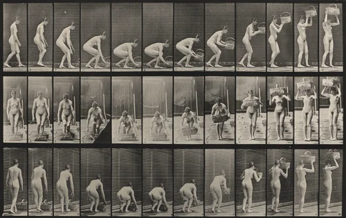 Plate Number 221. Stooping and lifting a 12-lb. basket to head by Eadweard Muybridge, photograph, 1887