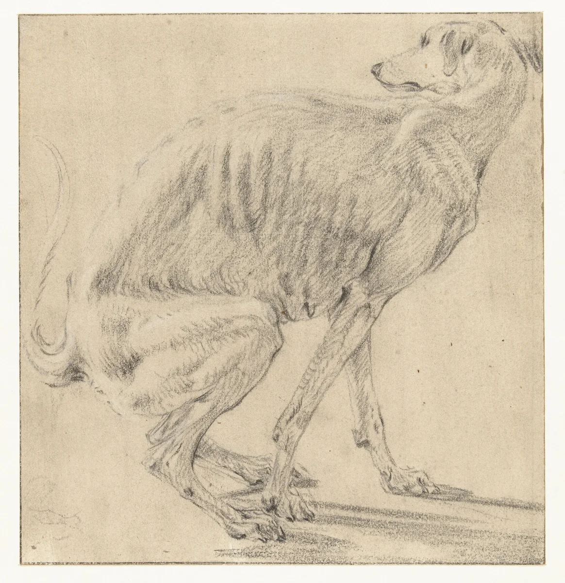 Zittende hond, zich ontlastend, van opzij gezien by Frans Snijders, drawing, 1589-1657
