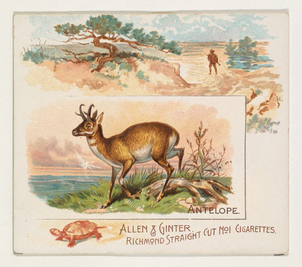 Antelope, from Quadrupeds series (N41) for Allen & Ginter Cigarettes by Allen & Ginter, print, 1890