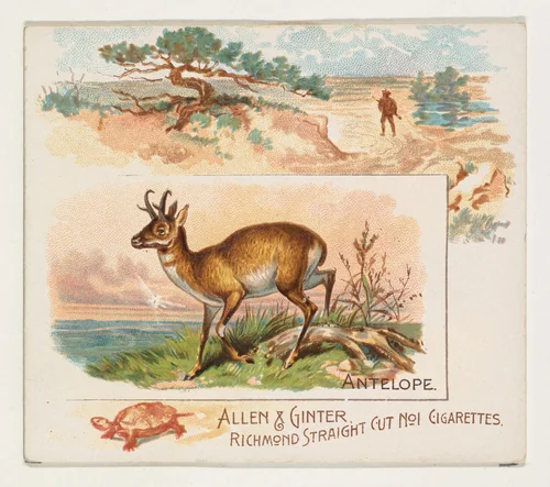 Antelope, from Quadrupeds series (N41) for Allen & Ginter Cigarettes by Allen & Ginter, print, 1890
