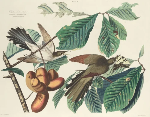 Yellow-billed Cuckoo by William Home Lizars
John James Audubon, print, 1827