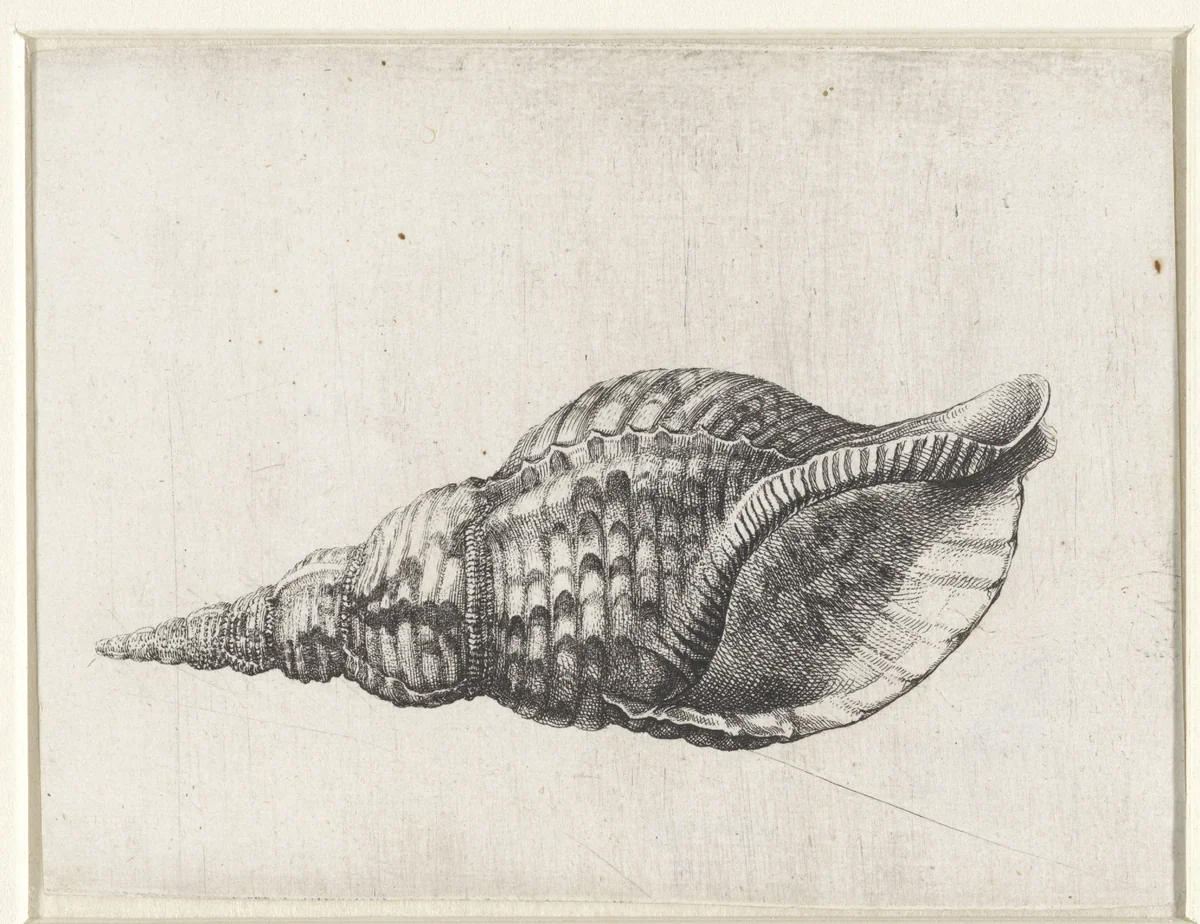 Schelp, charonia tritonis by Wenceslaus Hollar, print, 1644-1652