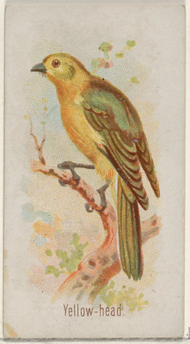 Yellow-head, from the Song Birds of the World series (N23) for Allen & Ginter Cigarettes by Allen & Ginter, print, 1890