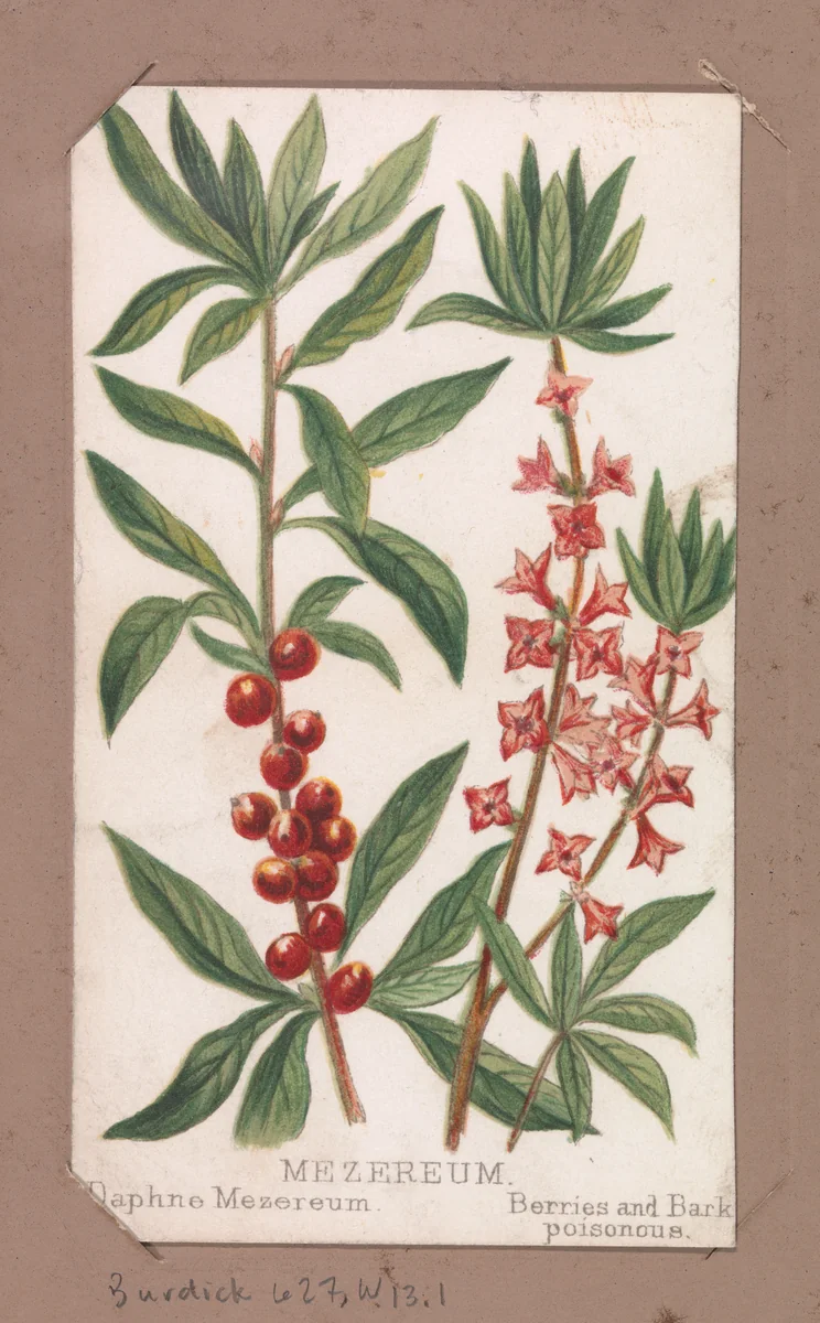 Mezereum from the Plants series by Louis Prang & Co., print, 1862-1869
