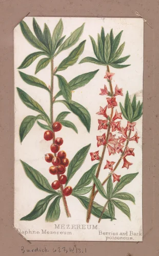 Mezereum from the Plants series by Louis Prang & Co., print, 1862-1869