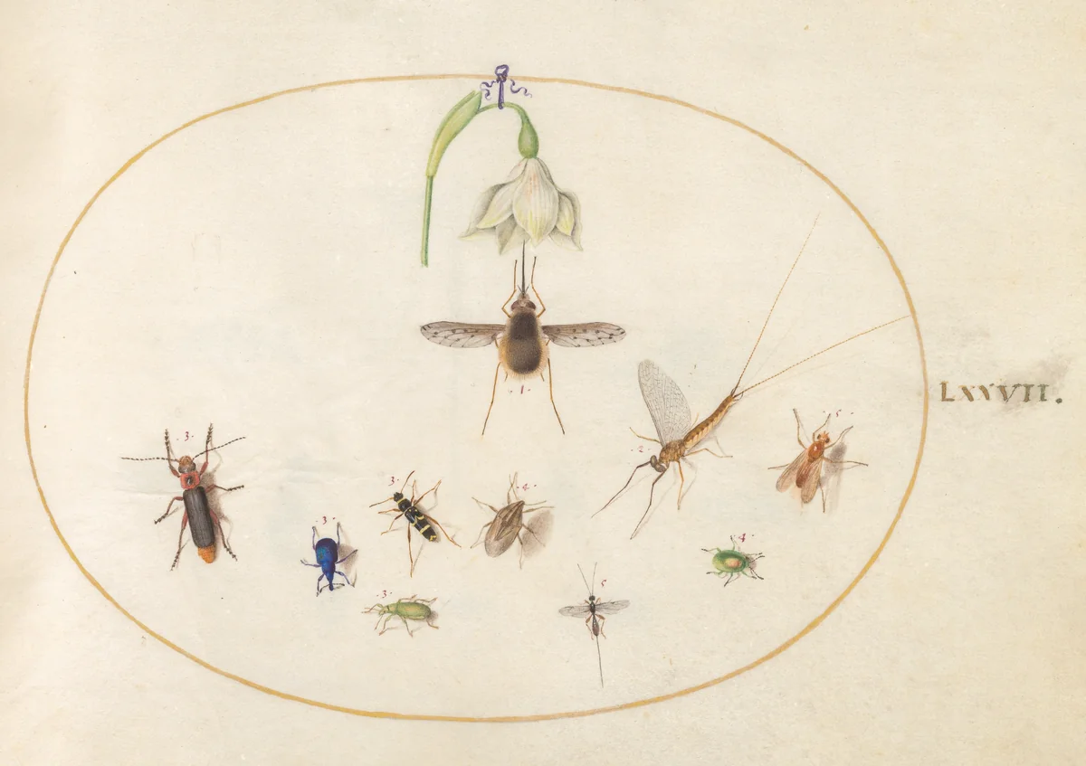 Plate 77: Dotted Bee Fly with a White Flower, a Mayfly, a Blue Weevil, and Other Insects by Joris Hoefnagel, drawing, 1570-1599