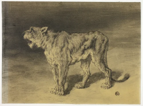 Lioness Roaring by Frederik William Zurcher, drawing, 1855-1894