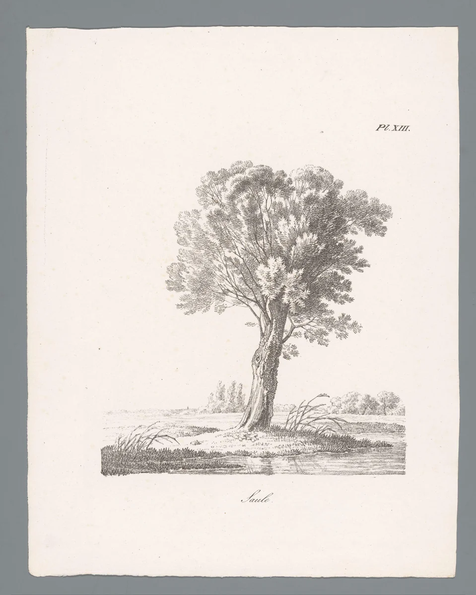Wilg by J. Bernard, print, 1820-1833