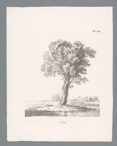 Wilg by J. Bernard, print, 1820-1833