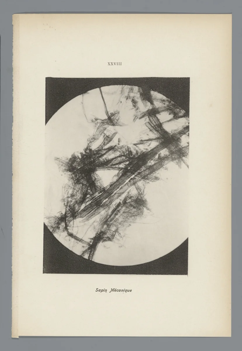 Microfoto’s van papiervezels by anonymous, photograph, 1900