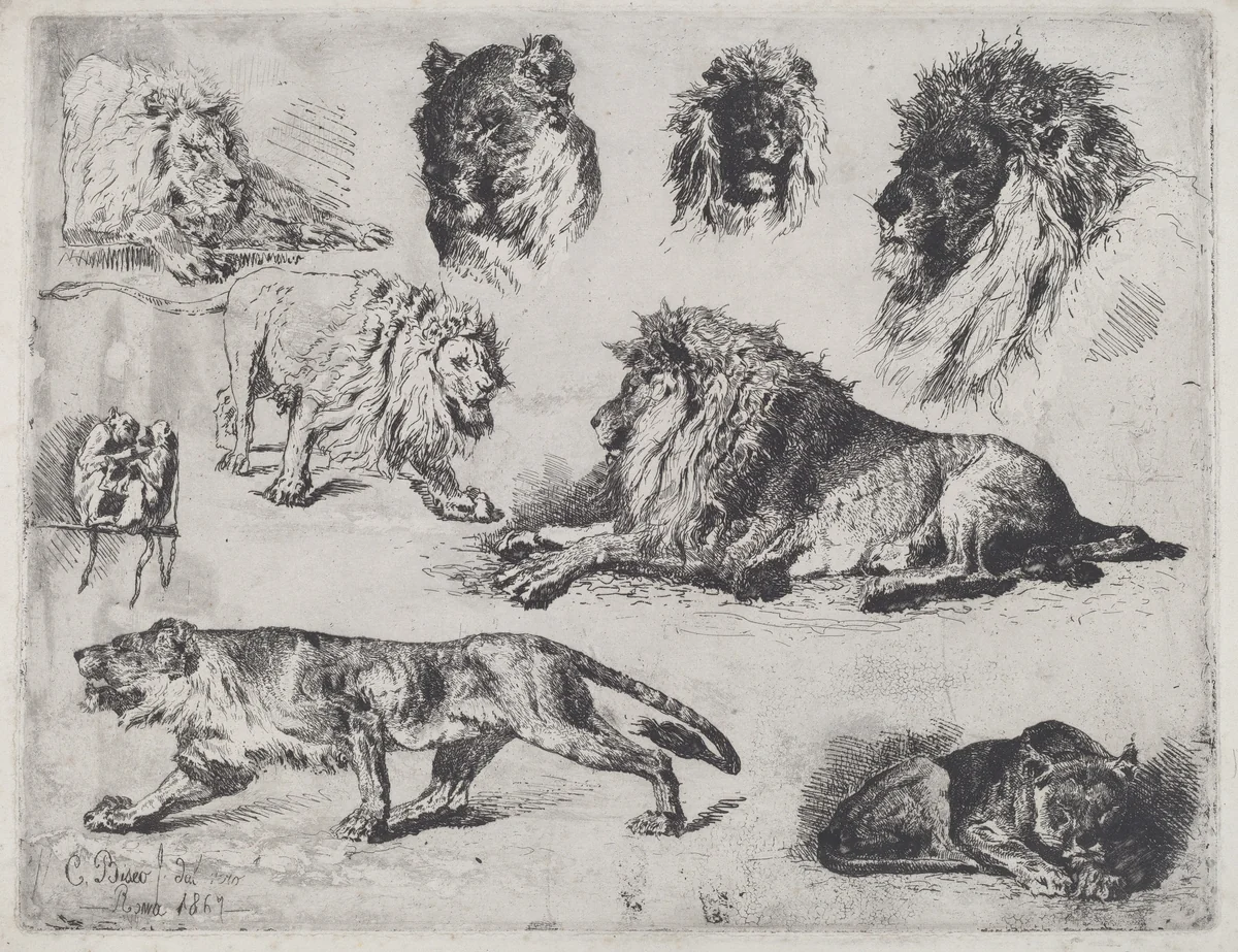 Study of Lions by Cesare Biseo, print, 1867