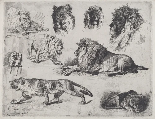 Study of Lions by Cesare Biseo, print, 1867
