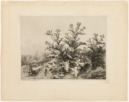 The Large Thistle, plate three from Les quatres grandes plantes by Eugène Blery, print, 1843