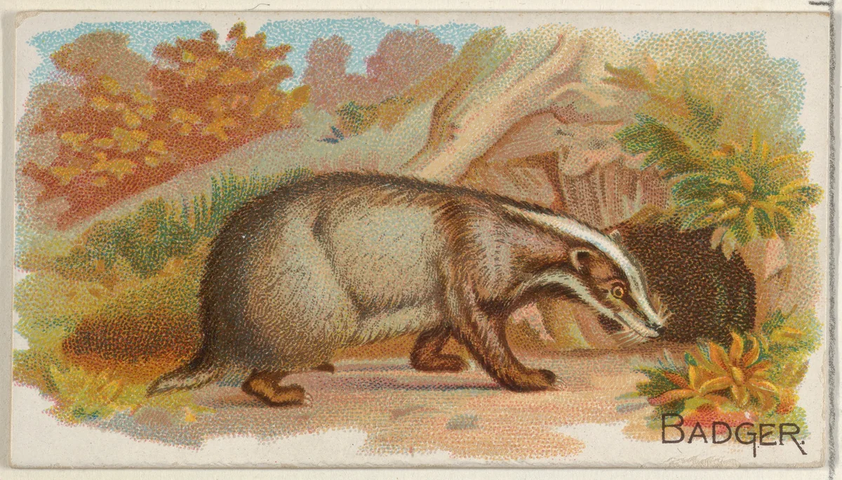 Badger, from the Quadrupeds series (N21) for Allen & Ginter Cigarettes by Allen & Ginter, print, 1890