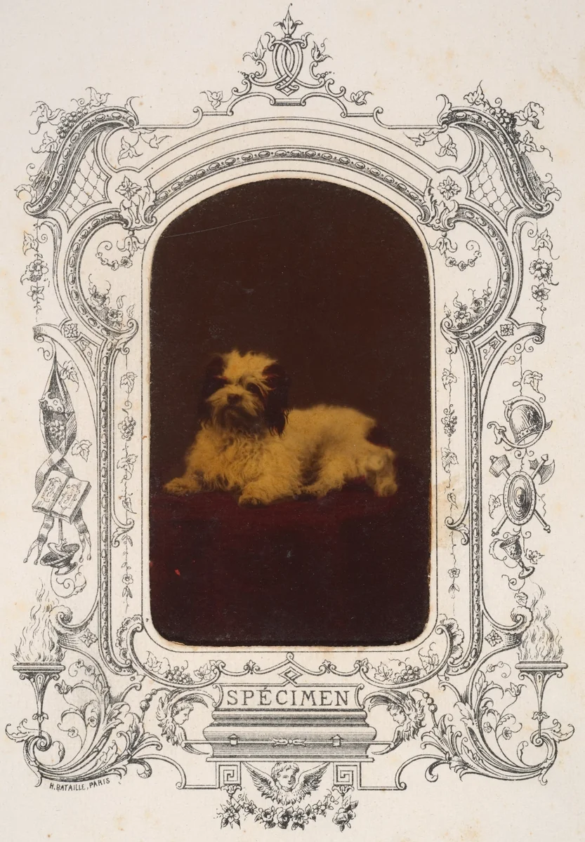 Les Chiens by Pierre-Louis Pierson, photograph, 1860-1869
