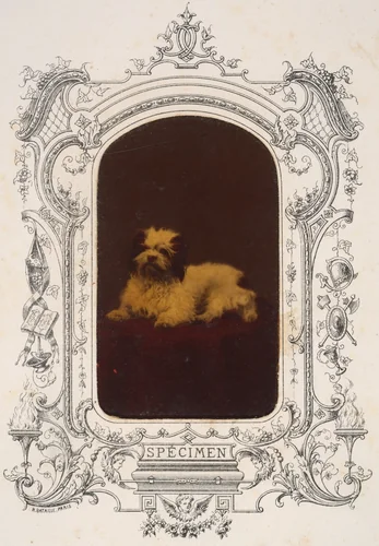 Les Chiens by Pierre-Louis Pierson, photograph, 1860-1869