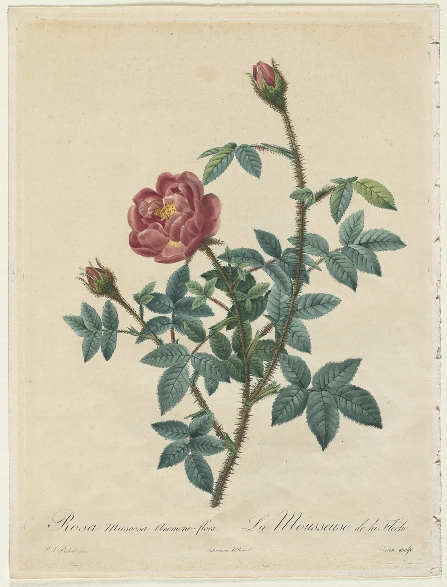 Moss Rose by Henry Joseph Redouté, print, 1817-1824