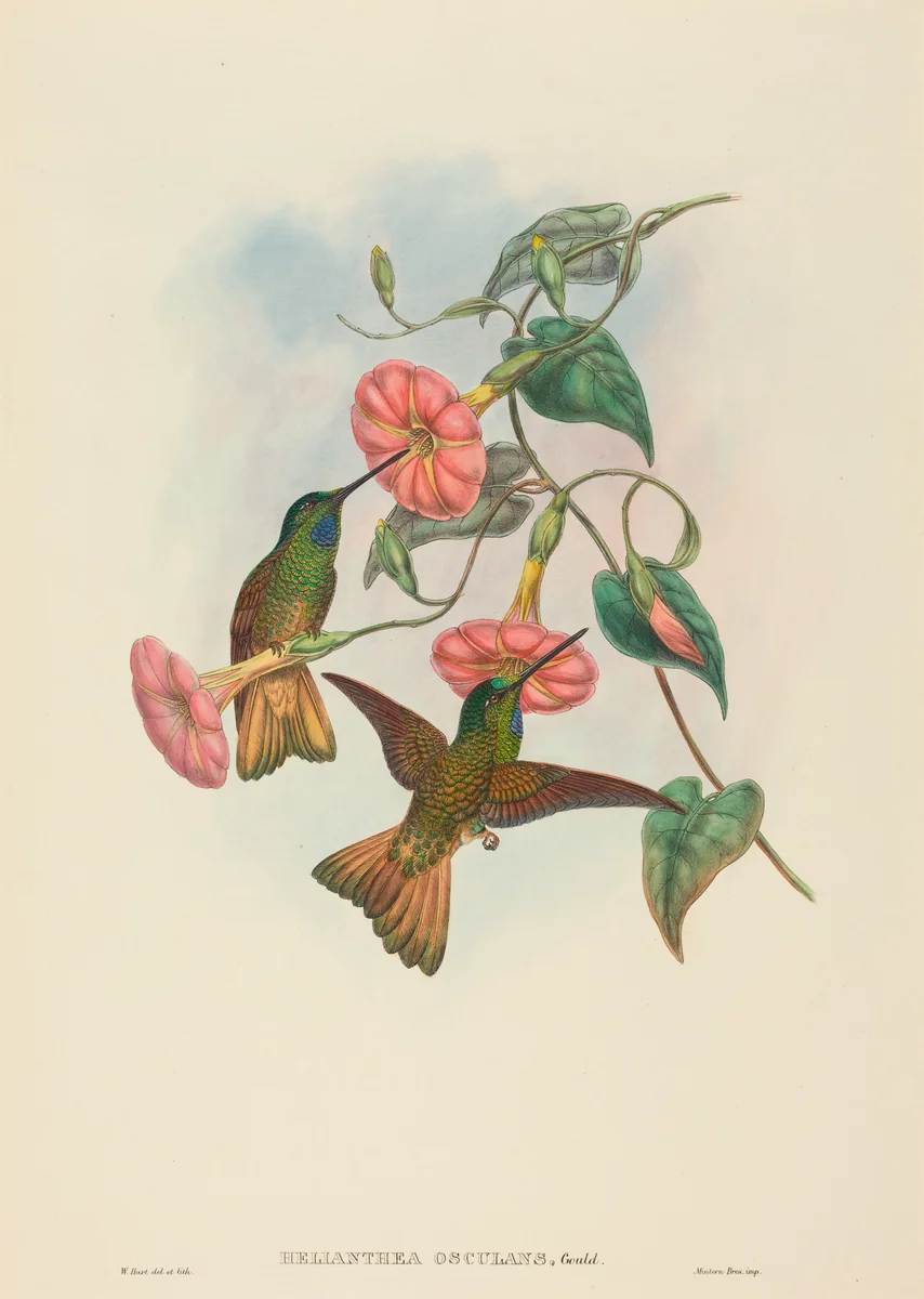 Helianthea osculans (Buff-tailed Star-Frontlet) by W. Hart, print, 1851-1898