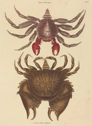 Red Mottled Rock-crab (Cancer grapsus) by Mark Catesby, print, 1731-1743