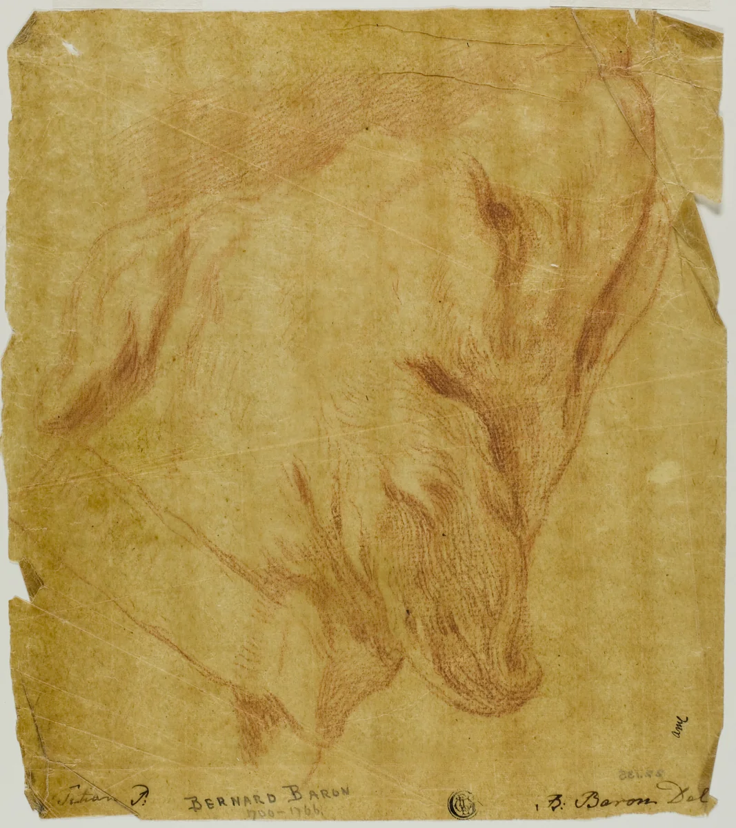 Head of a Dog by Bernard Baron, drawing, 1716-1762