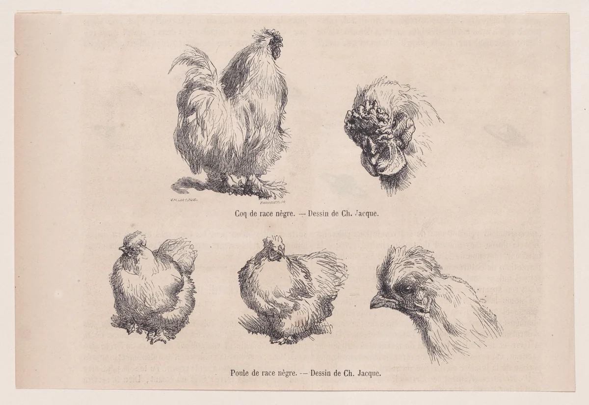 Silkie Cockerel and Silkie Hen, from "Le Magasin Pittoresque" by Charles Jacque, print, 1861