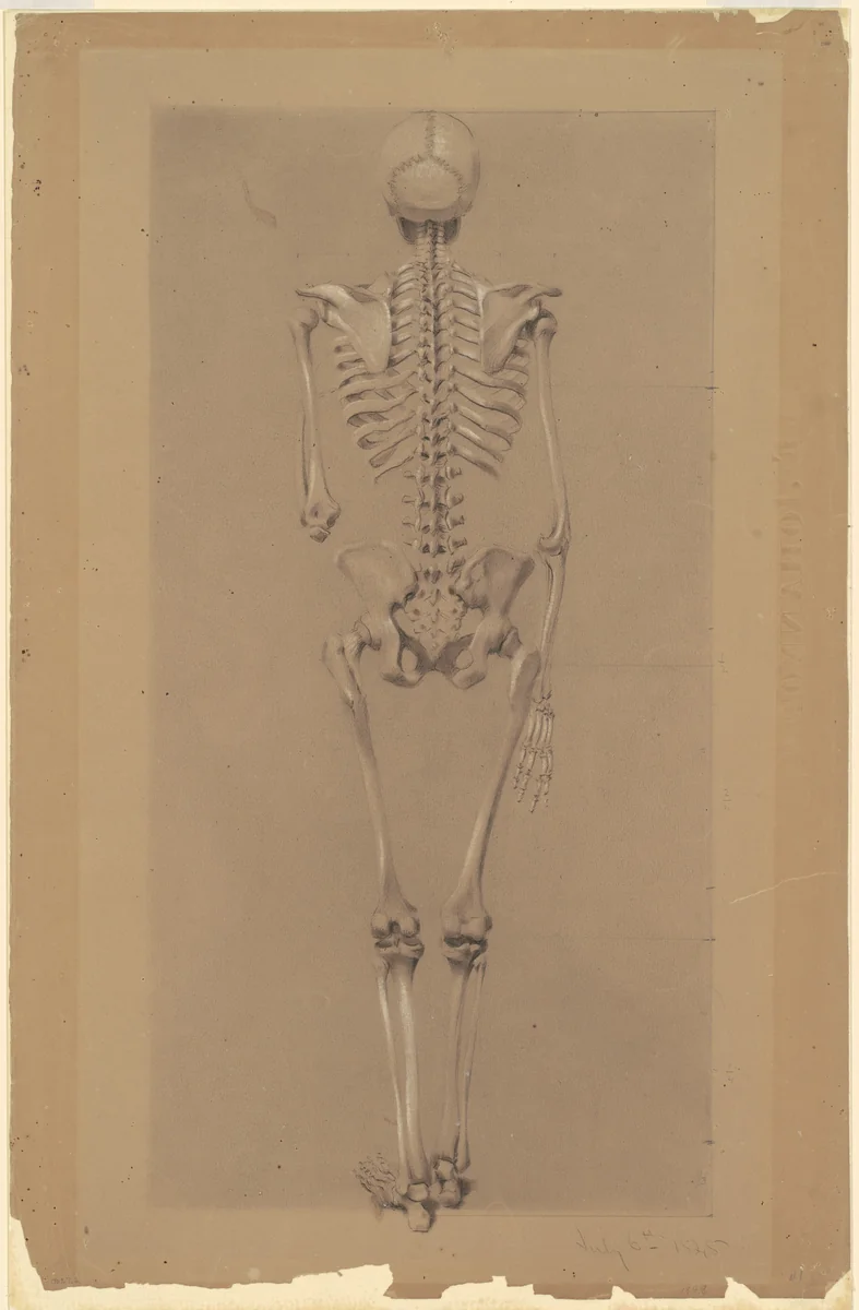Rear View of a Skeleton by Daniel Huntington, drawing, 1848