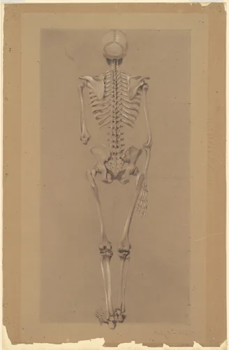 Rear View of a Skeleton by Daniel Huntington, drawing, 1848