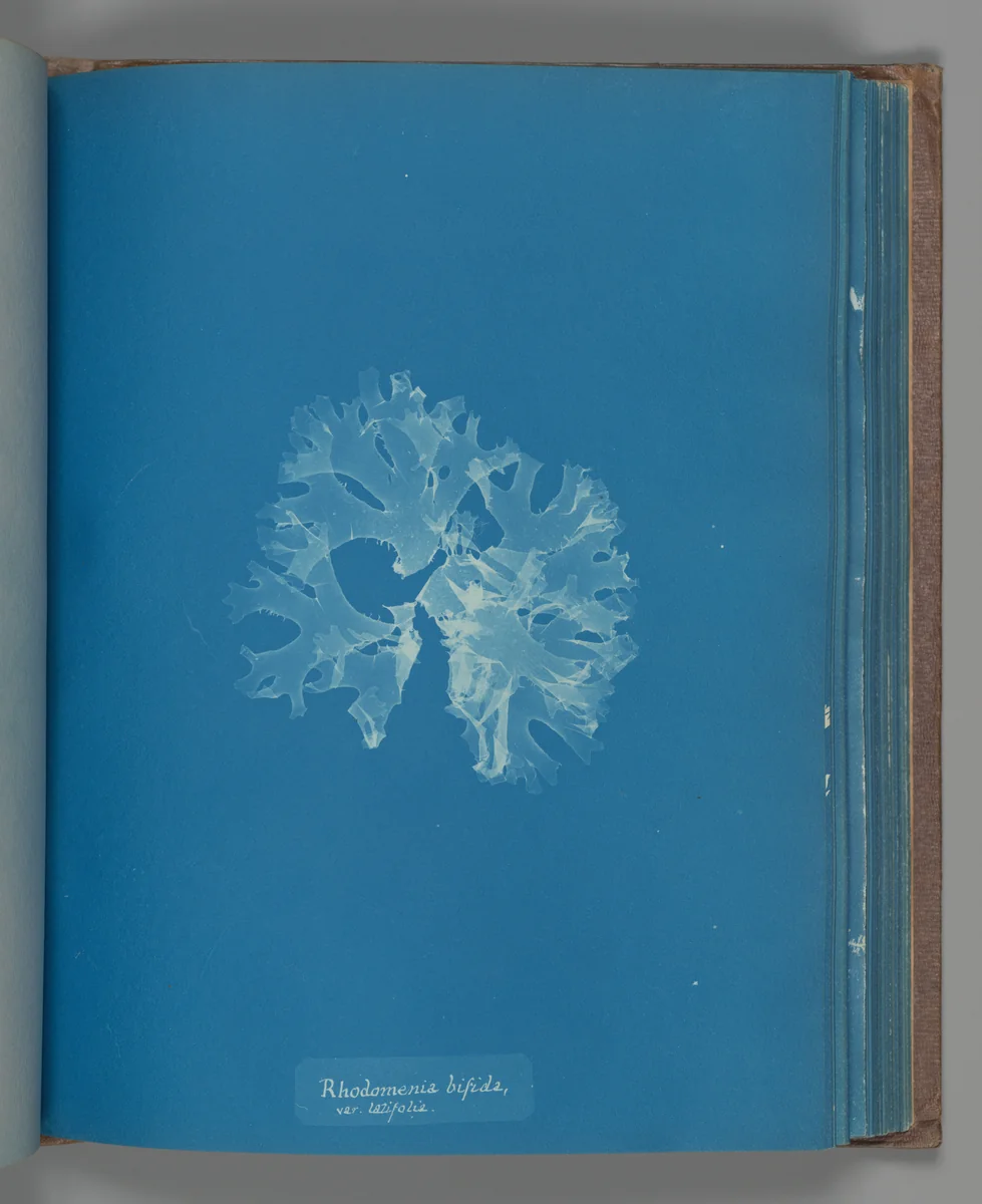 Rhodomenia bifida, var. latifolia by Anna Atkins, photograph, 1851-1855