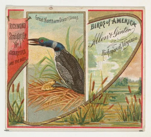 Great Northern Diver (Loon), from the Birds of America series (N37) for Allen & Ginter Cigarettes by Allen & Ginter, print, 1888