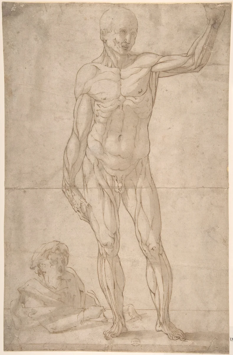 Study of Anatomy (A Youth Drawing an Ecorché of a Standing Man) by anonymous, drawing, 1550-1600