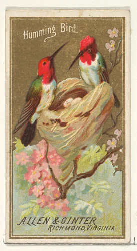 Hummingbird, from the Birds of America series (N4) for Allen & Ginter Cigarettes Brands by Allen & Ginter, print, 1888