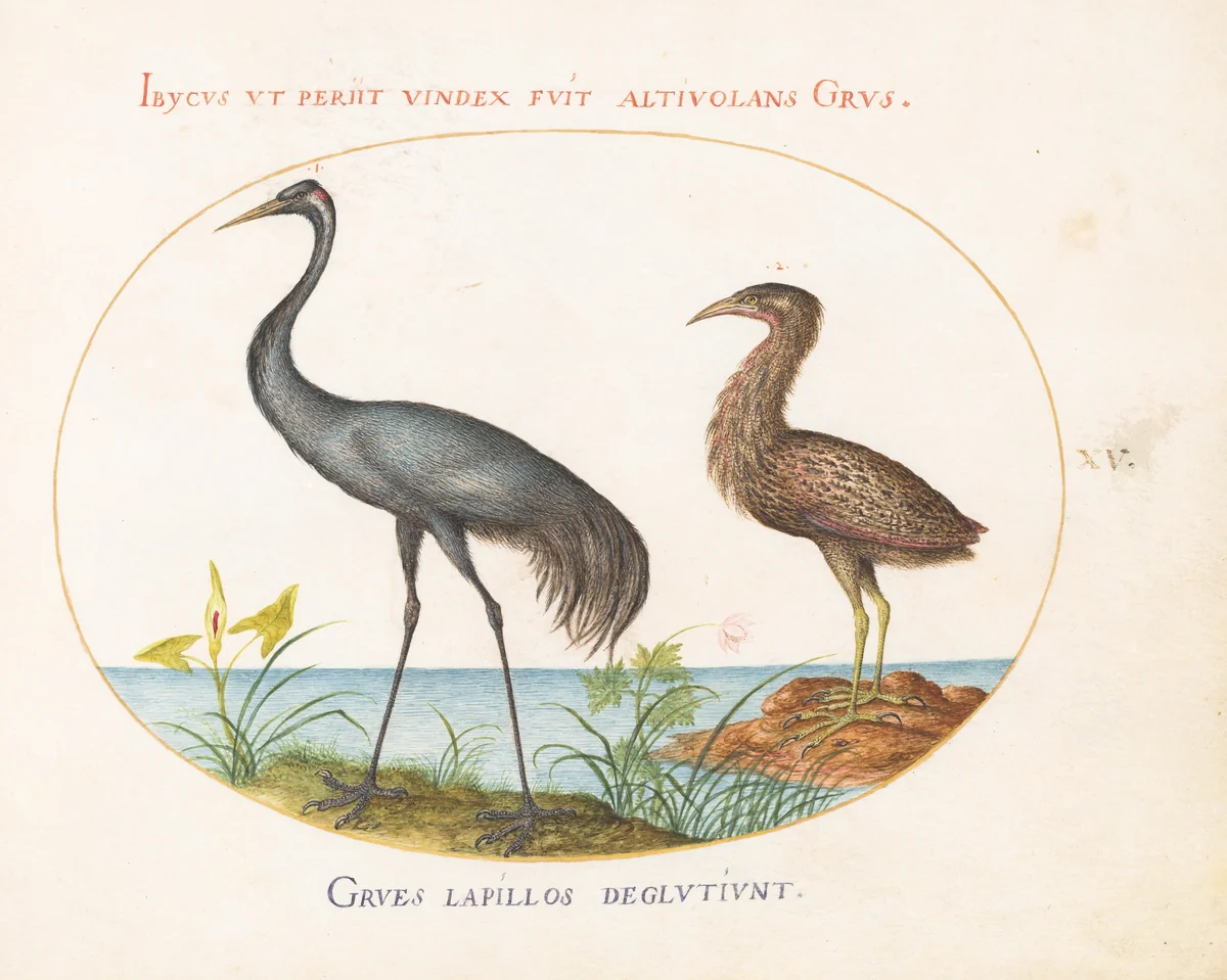Plate 15: Common Crane and Bittern(?) by Joris Hoefnagel, drawing, 1570-1599
