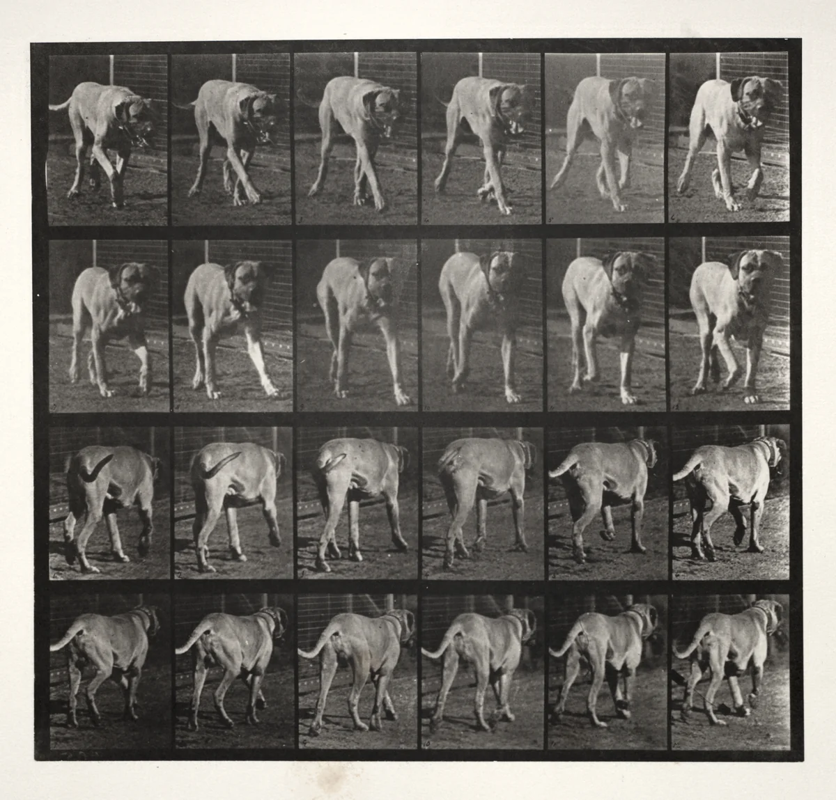 "Dread" Trotting by Eadweard Muybridge, photograph, 1887