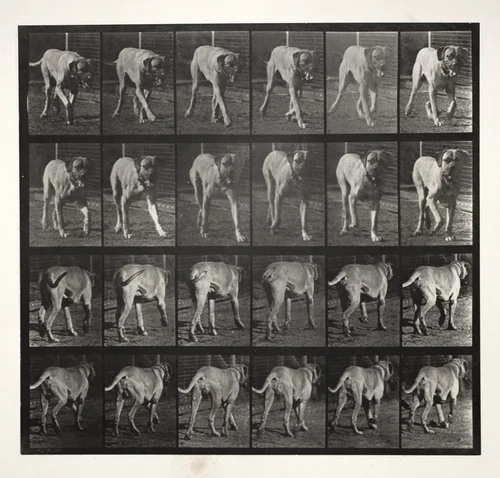 "Dread" Trotting by Eadweard Muybridge, photograph, 1887