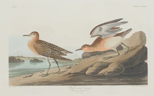 Buff-breasted Sandpiper by Robert Havell, Jr.; John James Audubon, print, 1835