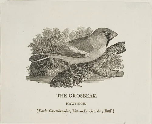 Grosbeak by Thomas Bewick, print, 1773-1828