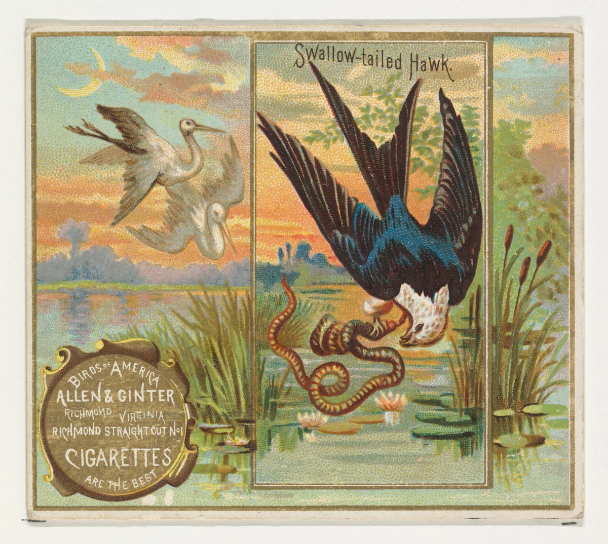 Swallow-tailed Hawk, from the Birds of America series (N37) for Allen & Ginter Cigarettes by Allen & Ginter, print, 1888