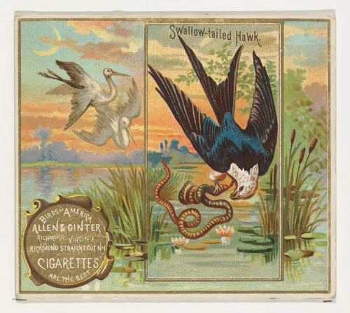 Swallow-tailed Hawk, from the Birds of America series (N37) for Allen & Ginter Cigarettes by Allen & Ginter, print, 1888
