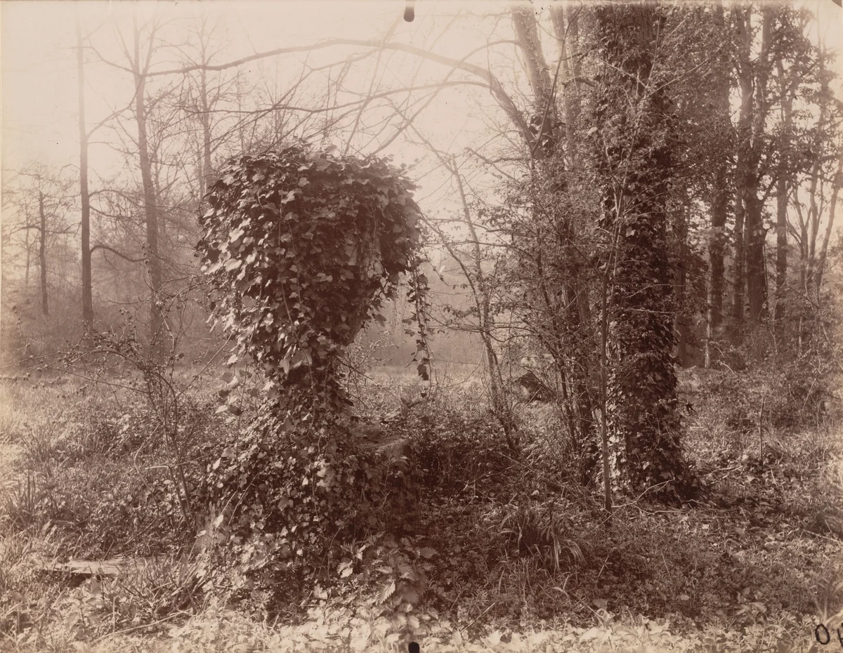 Parc de Sceaux [avril, 7 heures du matin] by Eugène Atget, photograph, 1925