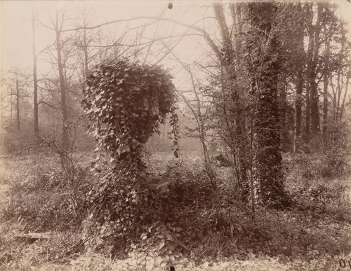 Parc de Sceaux [avril, 7 heures du matin] by Eugène Atget, photograph, 1925