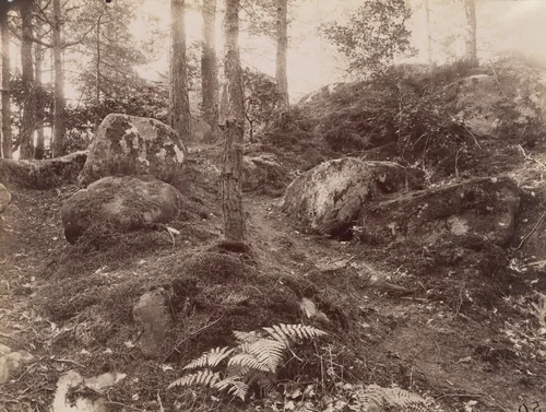 Fontainebleau by Eugène Atget, photograph, 1925