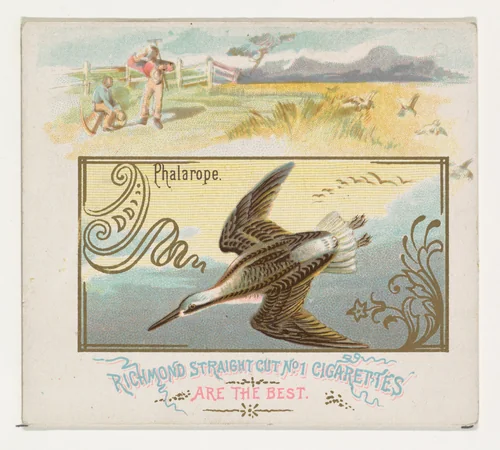 Phalarope, from the Game Birds series (N40) for Allen & Ginter Cigarettes by Allen & Ginter, print, 1888-1890