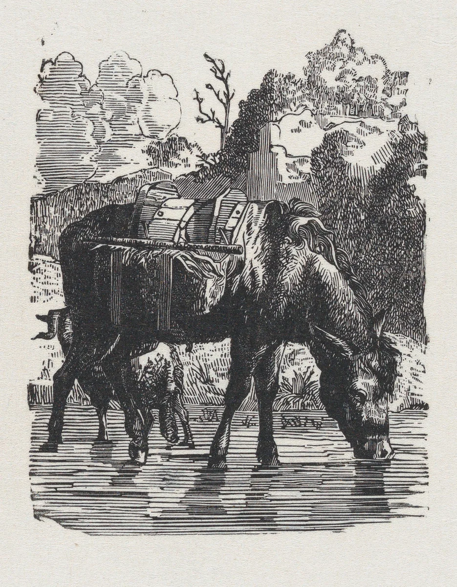 Saddled donkeys drinking water by anonymous, print, 19
