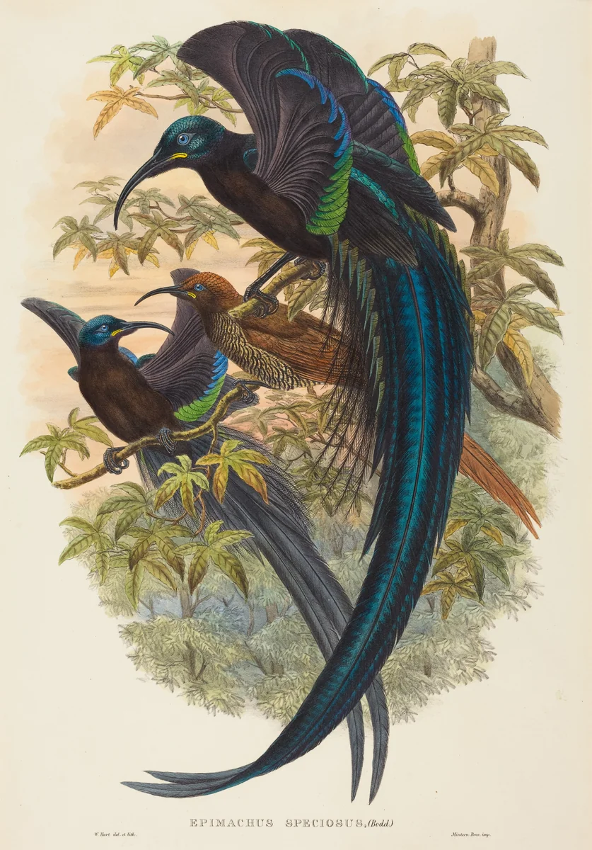 Epimachus speciosus (Sickle-billed Bird of Paradise) by W. Hart, print, 1851-1898