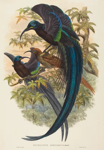 Epimachus speciosus (Sickle-billed Bird of Paradise) by W. Hart, print, 1851-1898