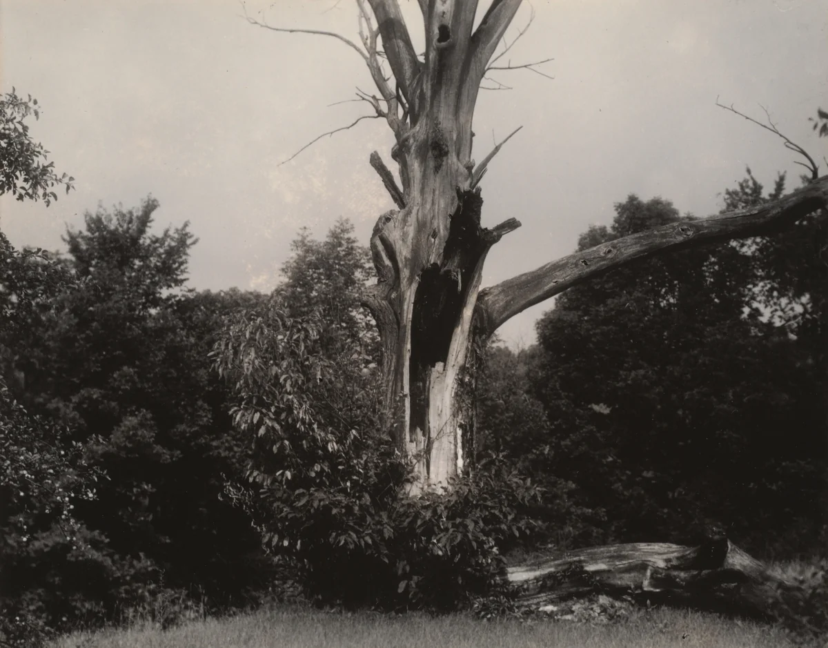 Dead Chestnut Tree by Alfred Stieglitz, photograph, 1937