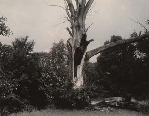 Dead Chestnut Tree by Alfred Stieglitz, photograph, 1937