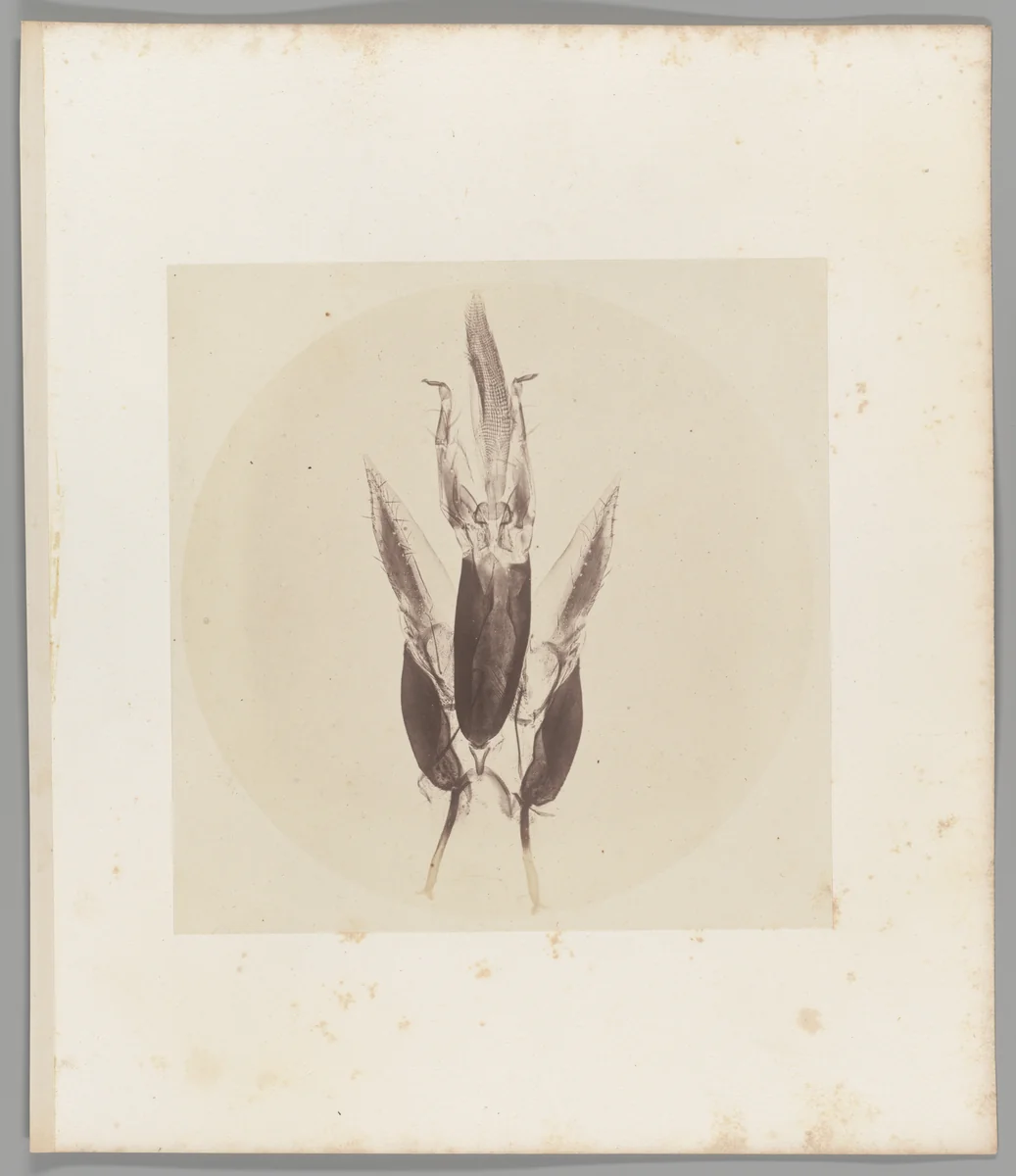 [Untitled] by Auguste-Adolphe Bertsch, photograph, 1853-1857