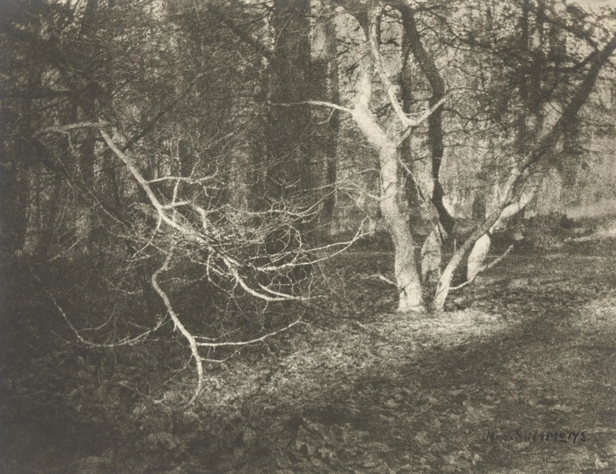 Untitled by H. Y. Sümmons, photograph, 1919